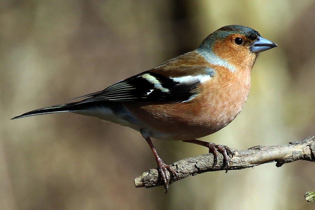 Fringilla coelebs